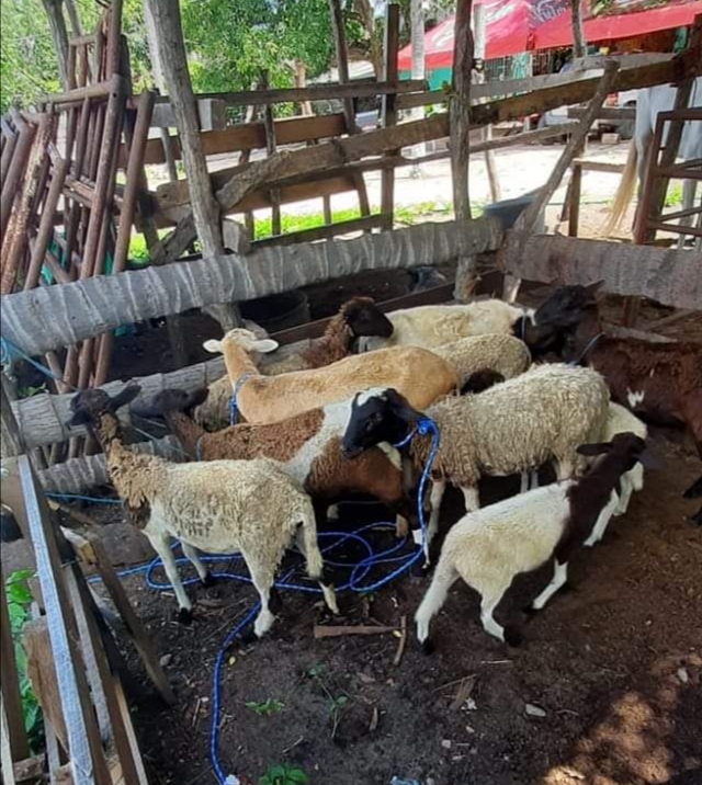 Reportan robo de ganado ovino en Coyuca