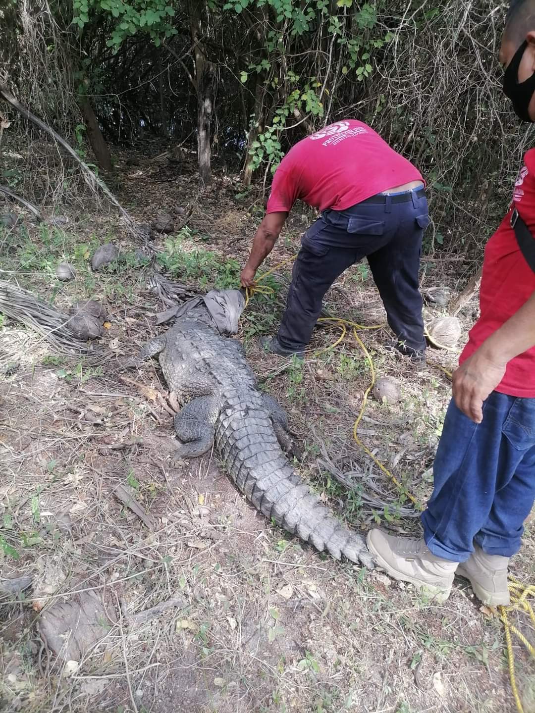 Capturan cocodrilo en carretera federal