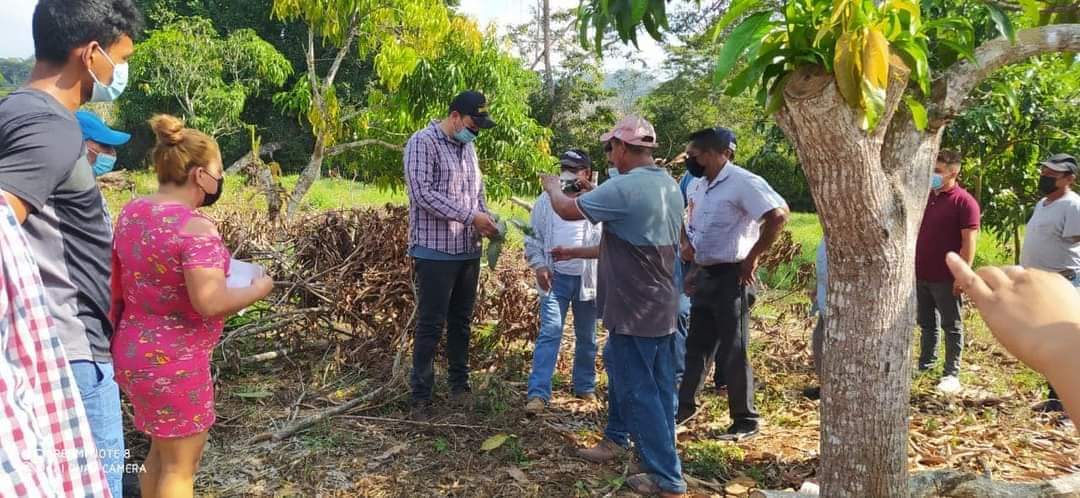 Productores de mango piden ayuda para combatir plagas