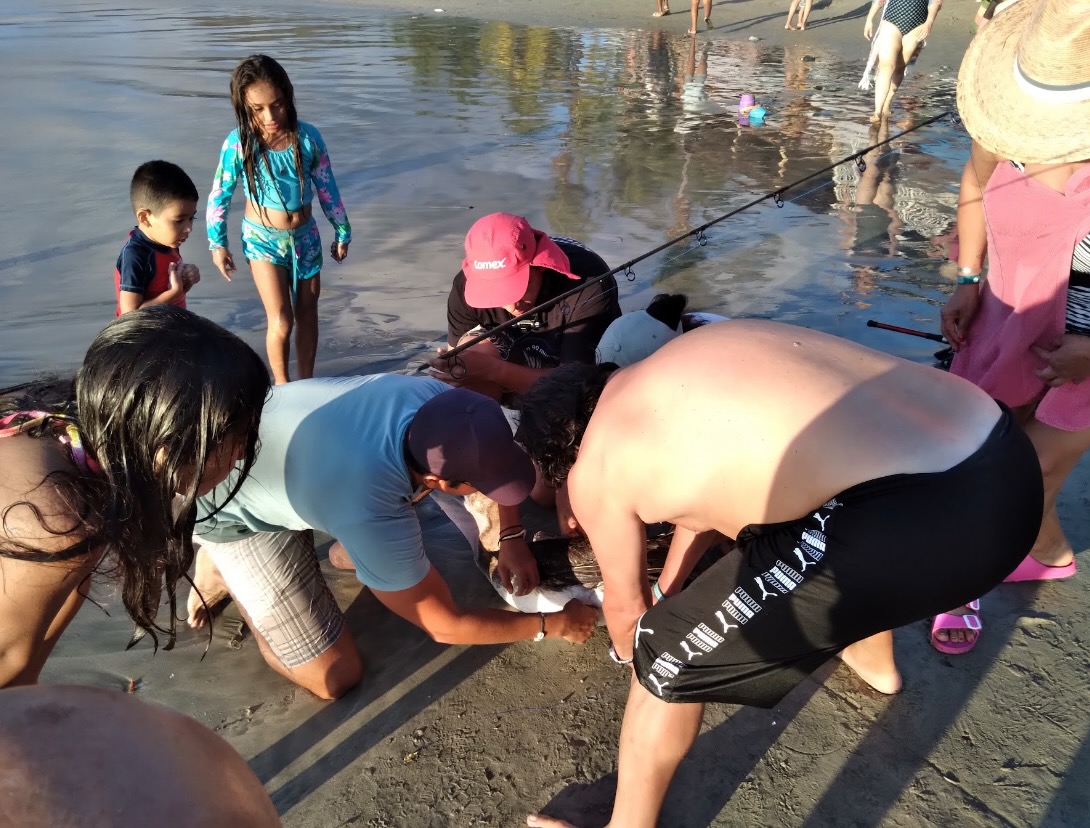 Pescadores de orilla hieren aves en playa La Ropa