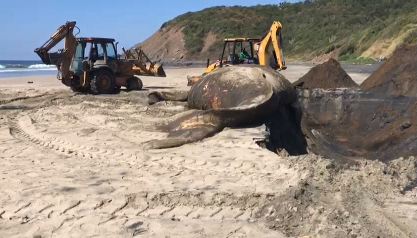 Entierran ballena jorobada varada en playas de Petatlán