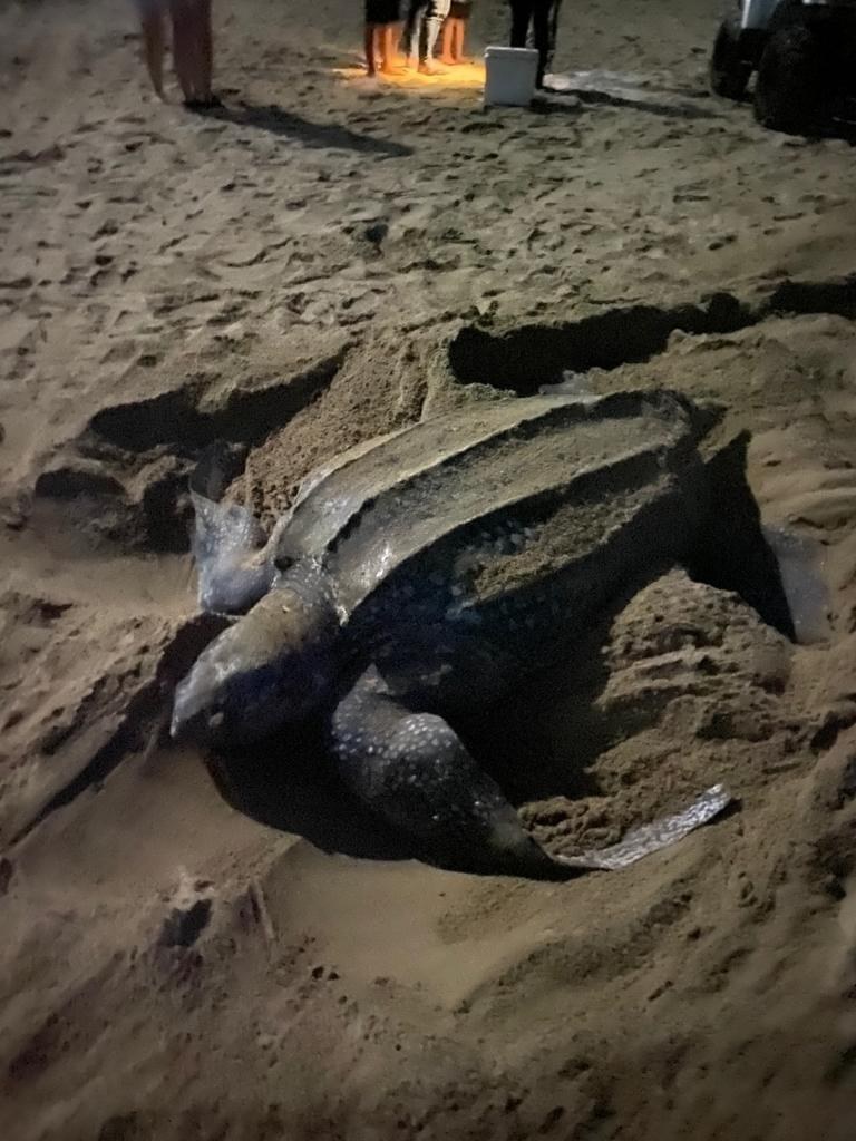 Arribo de tortuga marina rompe expectativas en Ixtapa-Zihuatanejo