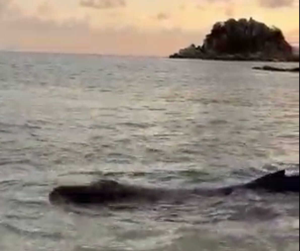 Prestadores de Servicios Turísticos rescatan a cría de ballena en Playa el Morro de Acapulco