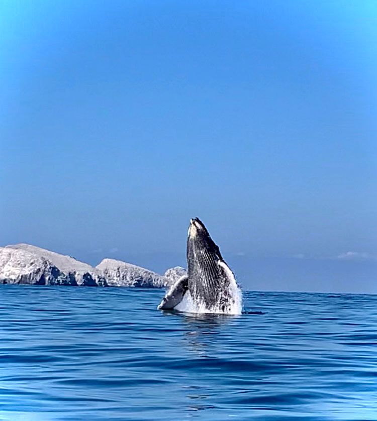 Atrae turismo avistamiento de ballenas, indican
