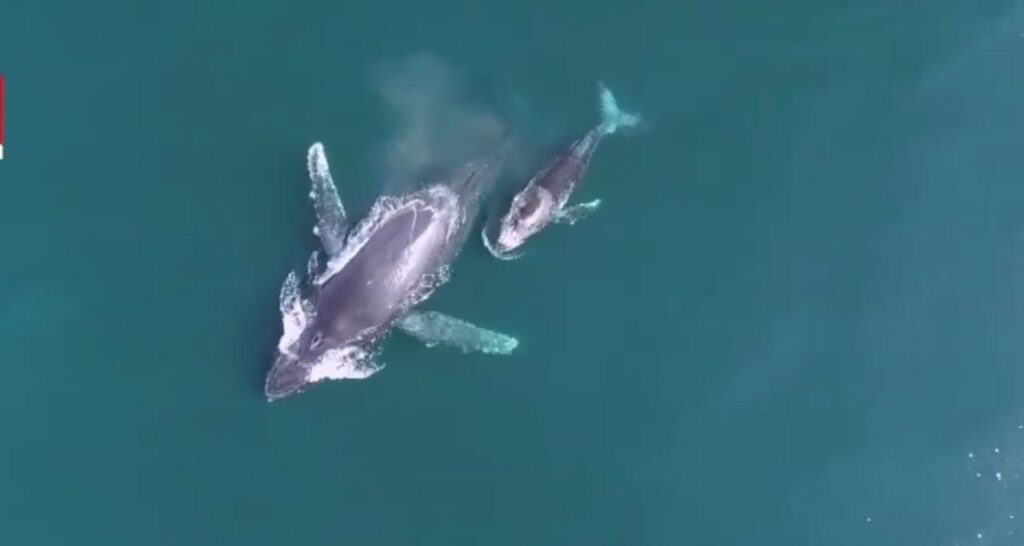 Se intensifica avistamiento de ballenas en Zihuatanejo