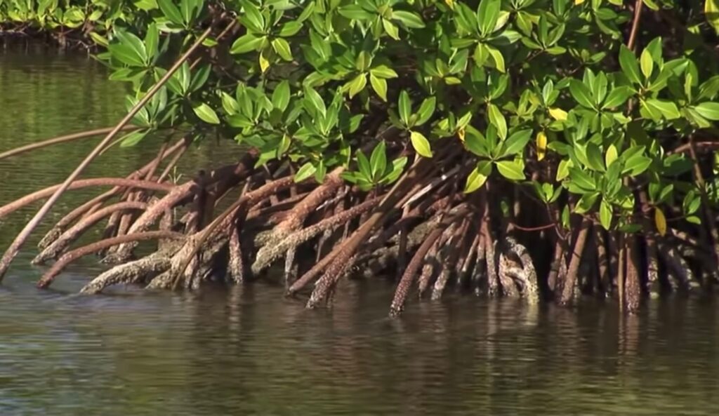 Hoy mas que nunca se protege el mangle en Ixtapa-Zihuatanejo