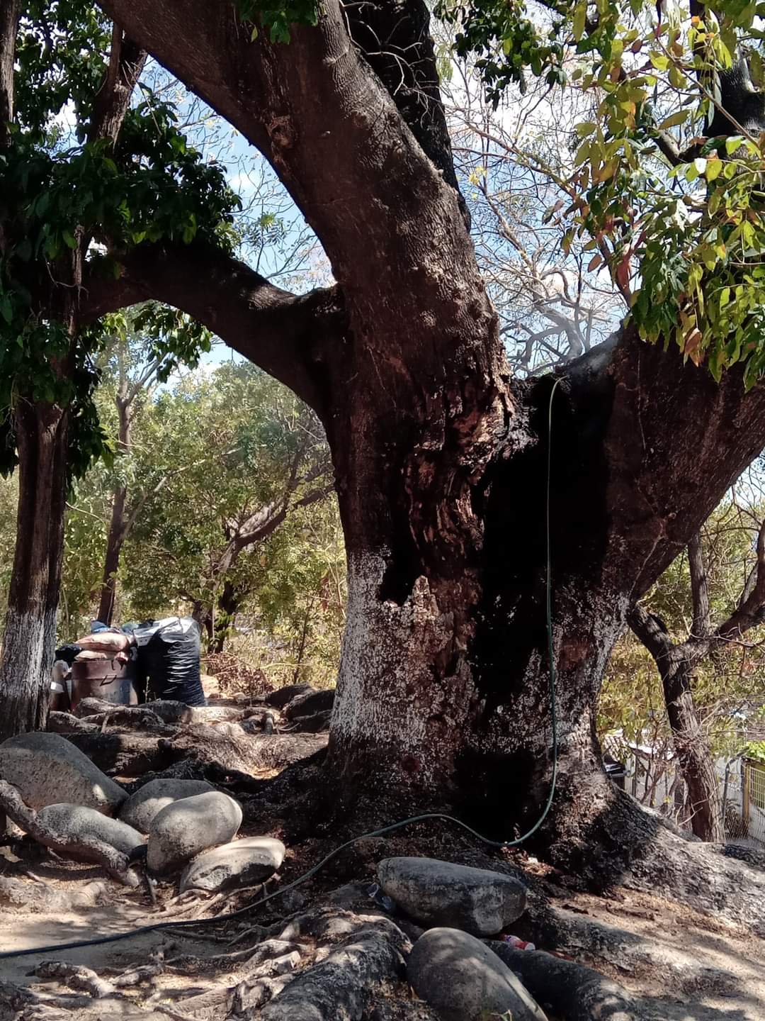 Incendian árbol en centro de salud de Atoyac