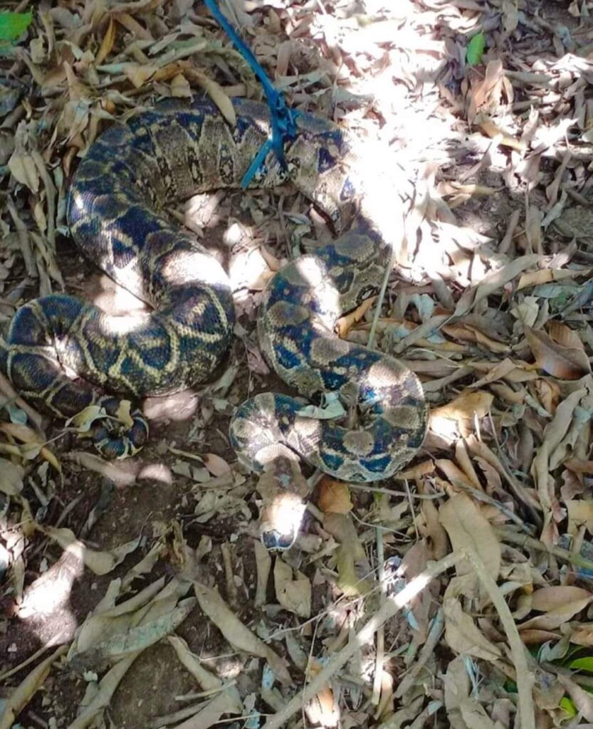 Capturan serpiente de tres metros en El Papayo