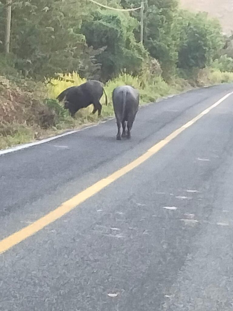 Chocan con un toro en Tecpan