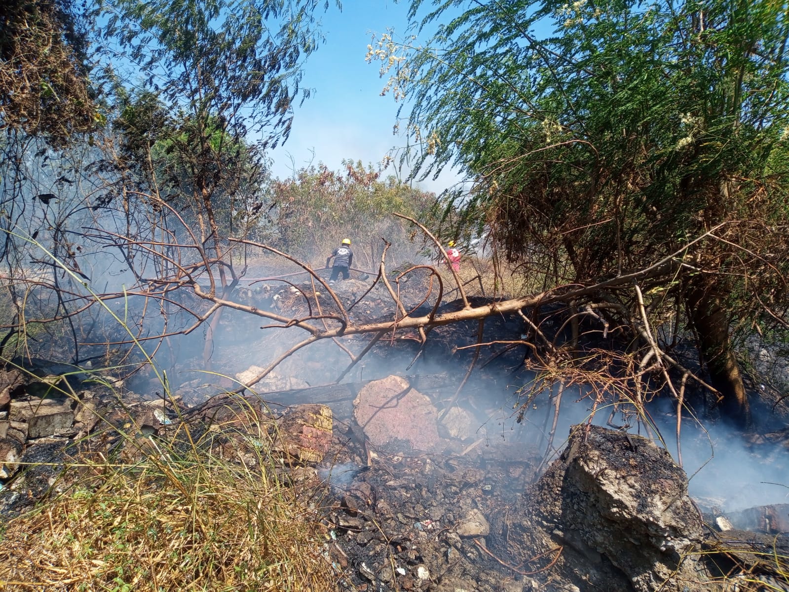 Incrementa riesgo de incendios forestales con árboles derribados por Rick