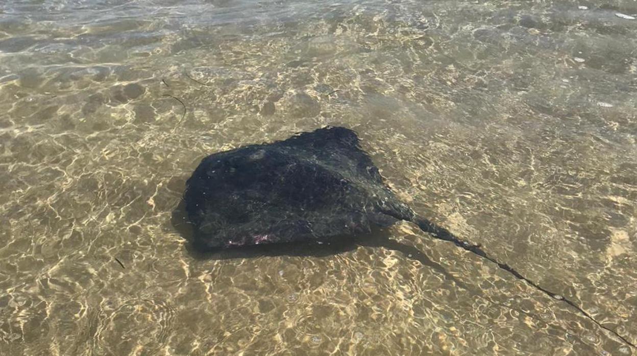 Con aguas frías hay mayor presencia de medusas y mantarrayas, advierten