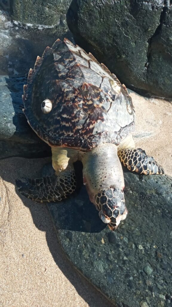 Hallan restos de tortuga carey en Ixtapa