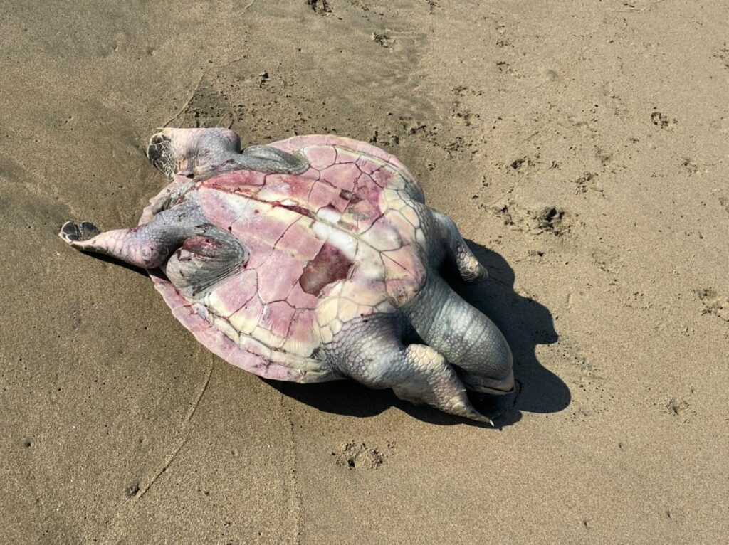 Cercanía de barcos foráneos coincide con muerte de tortugas, acusan