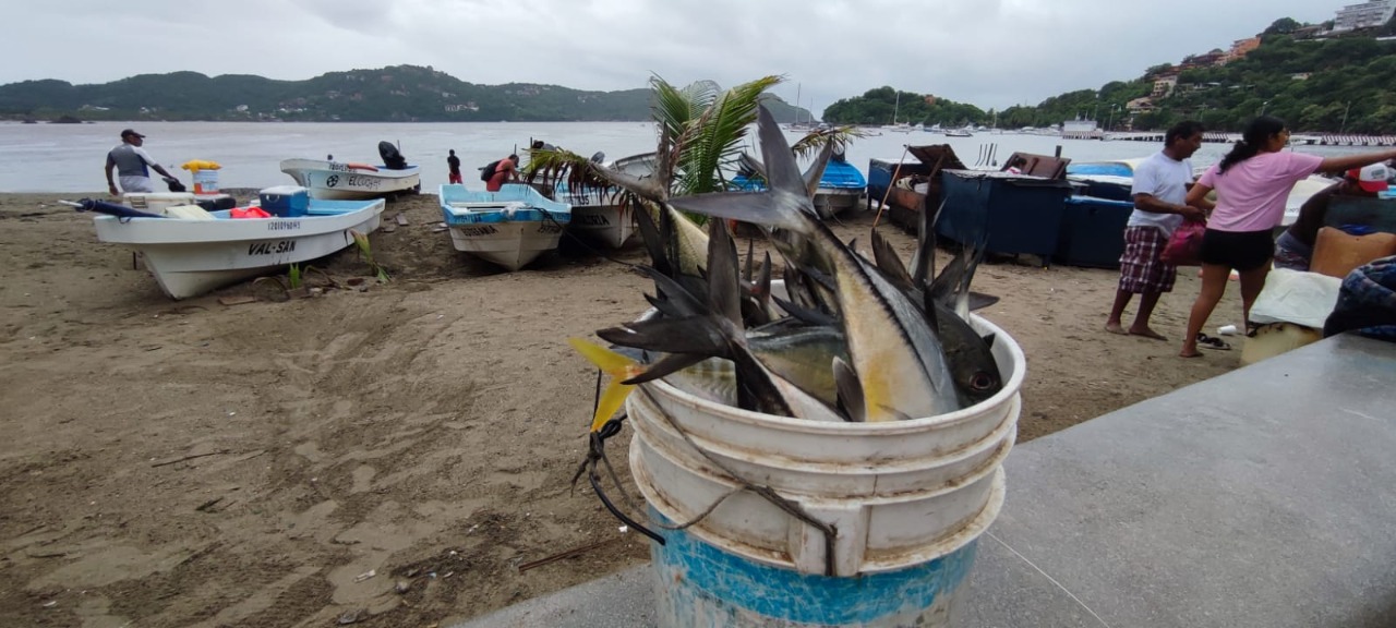 Agua fría merma pesca de valor comercial, advierten