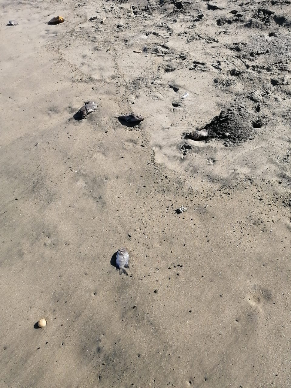 Cientos de peces aparecen muertos en playas de Técpan