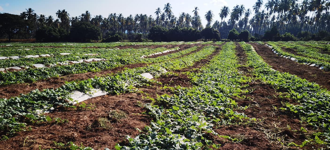 Productores esperan buenas cosechas para resarcir crisis en el sector