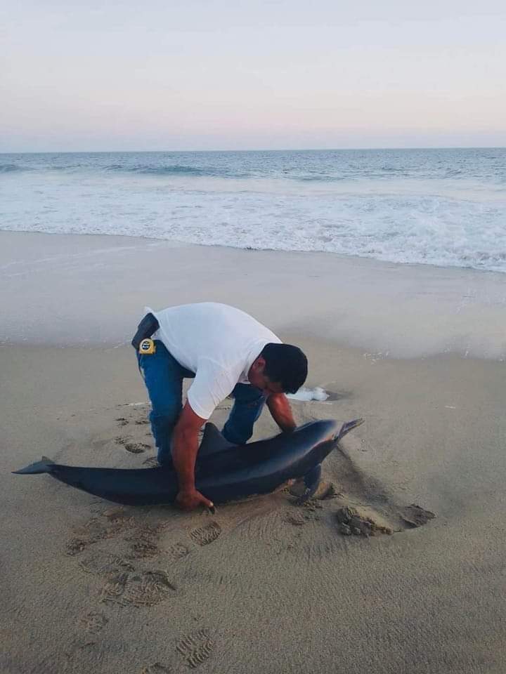 Rescatan delfín varado en Coyuca