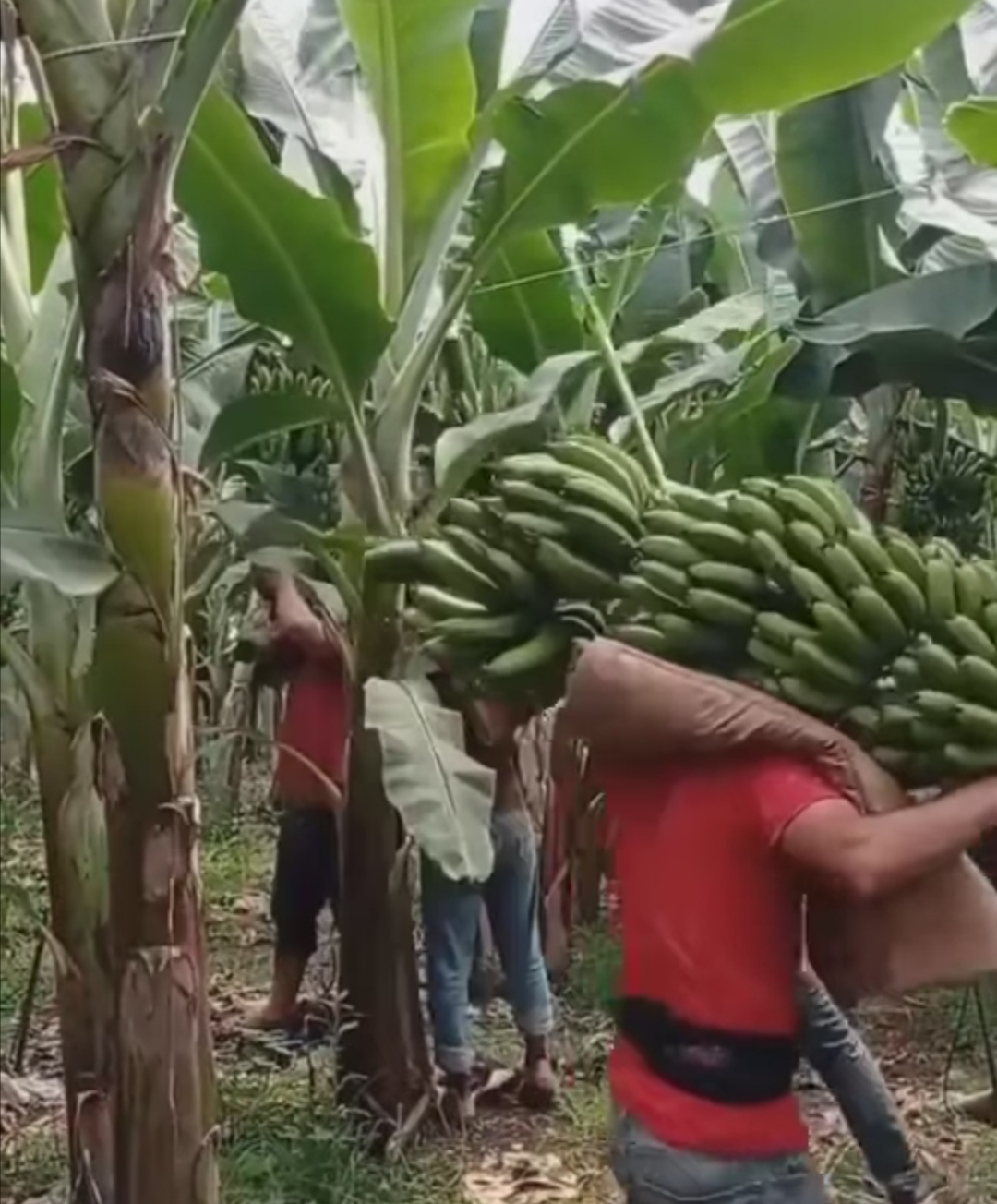 Productores de Técpan solicitan ayuda al gobierno estatal