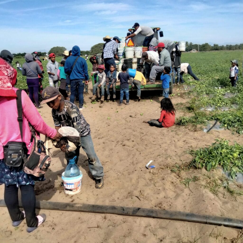 En los últimos 5 años 100 mil jornaleros guerrerenses buscaron trabajo en el Norte