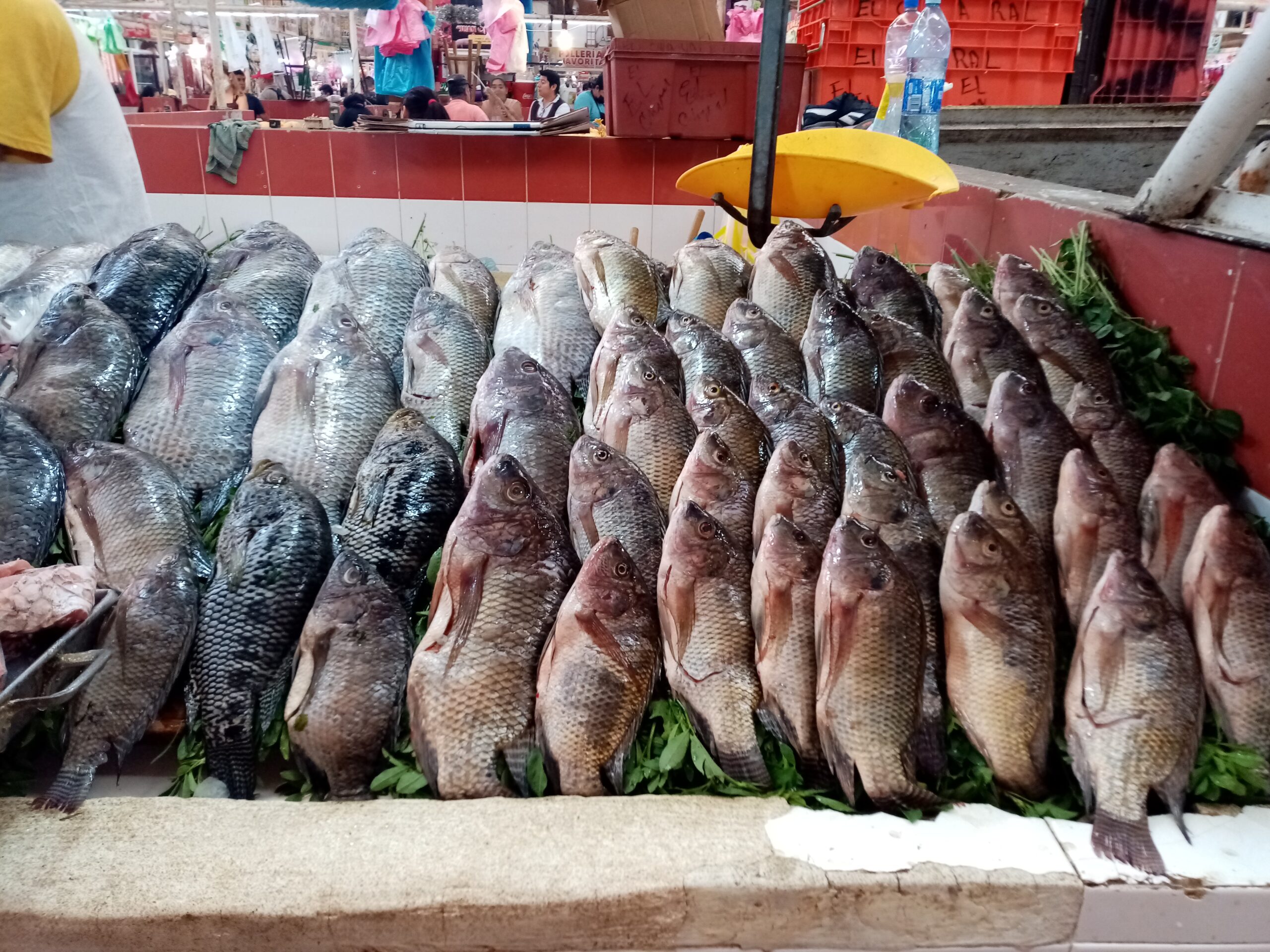 Se disparan precios del pescado y del camarón por la Cuaresma