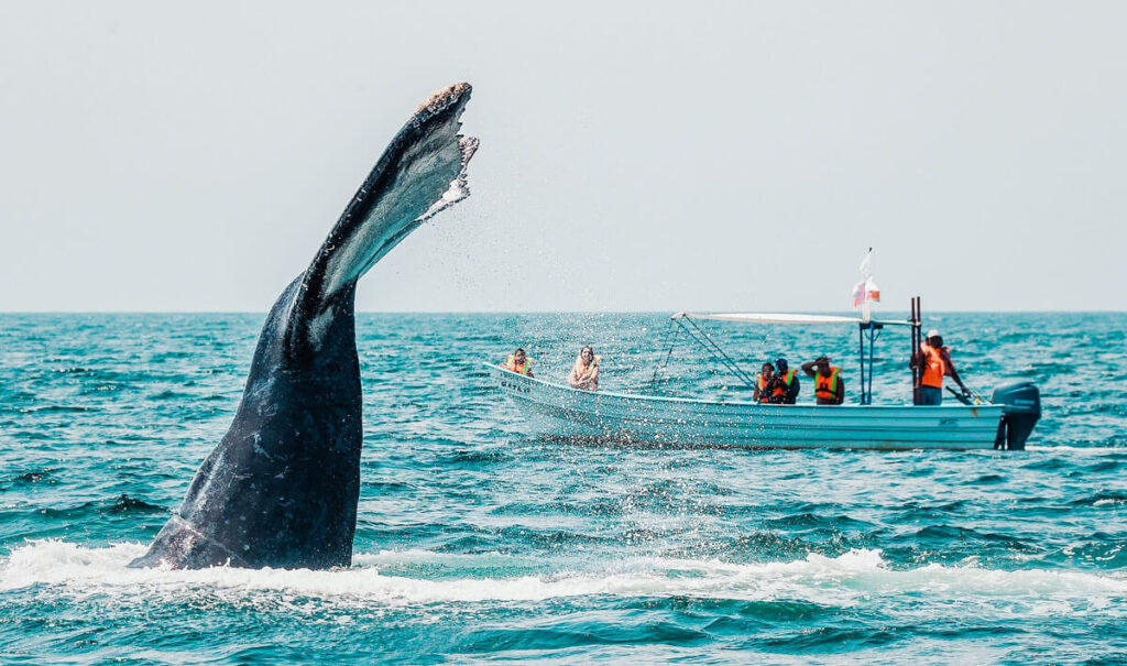 Culmina la temporada de avistamiento de ballenas