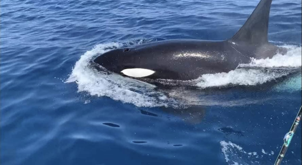 Ballenas orca llegan a Zihuatanejo para alimentarse de ballenatos