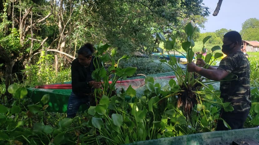 Pescadores solicitan ayuda para combatir lirio acuático