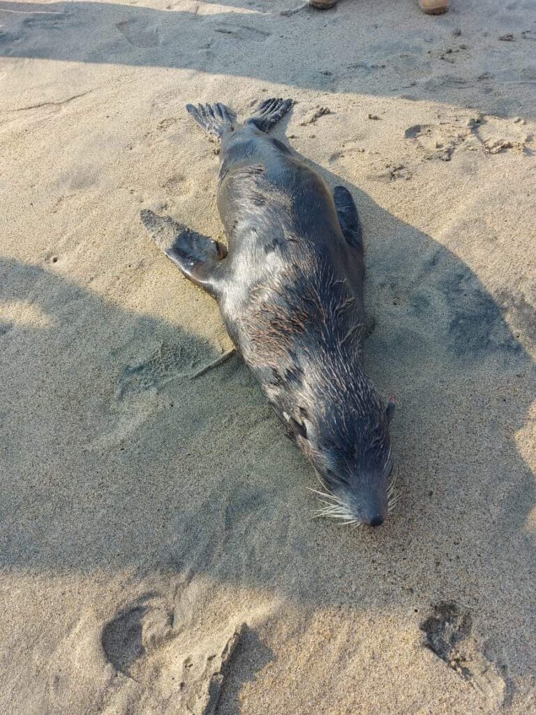 Sorprende presencia de lobo marino en San Jerónimo