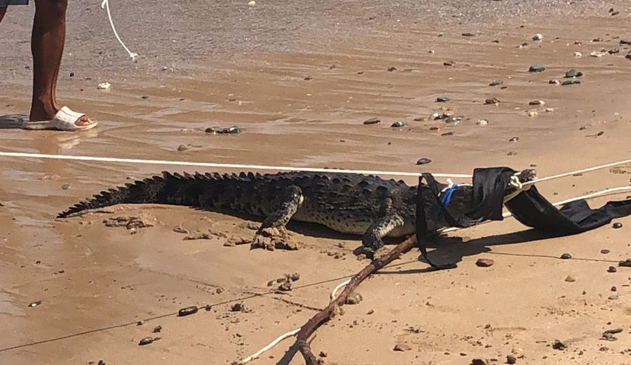 Evacúan a turistas por cocodrilos en playa Quieta