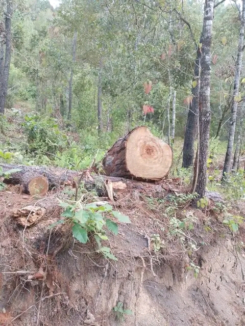 Denuncian la tala inmoderada de árboles en Ejido de Ayutla