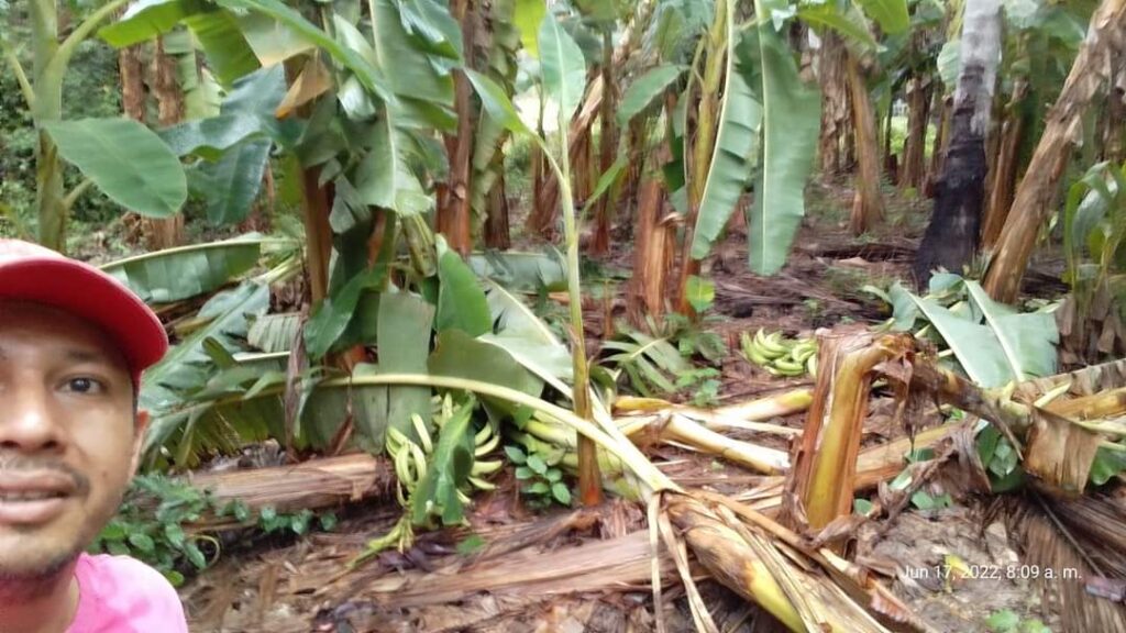 Productores de plátano piden apoyo tras los destrozos del huracán Blas