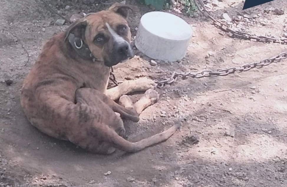 Denuncian maltrato animal en El Súchil