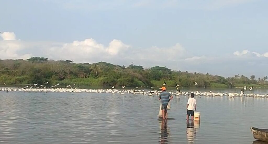 Destacan áreas de Barra de Potosí para preservar especies