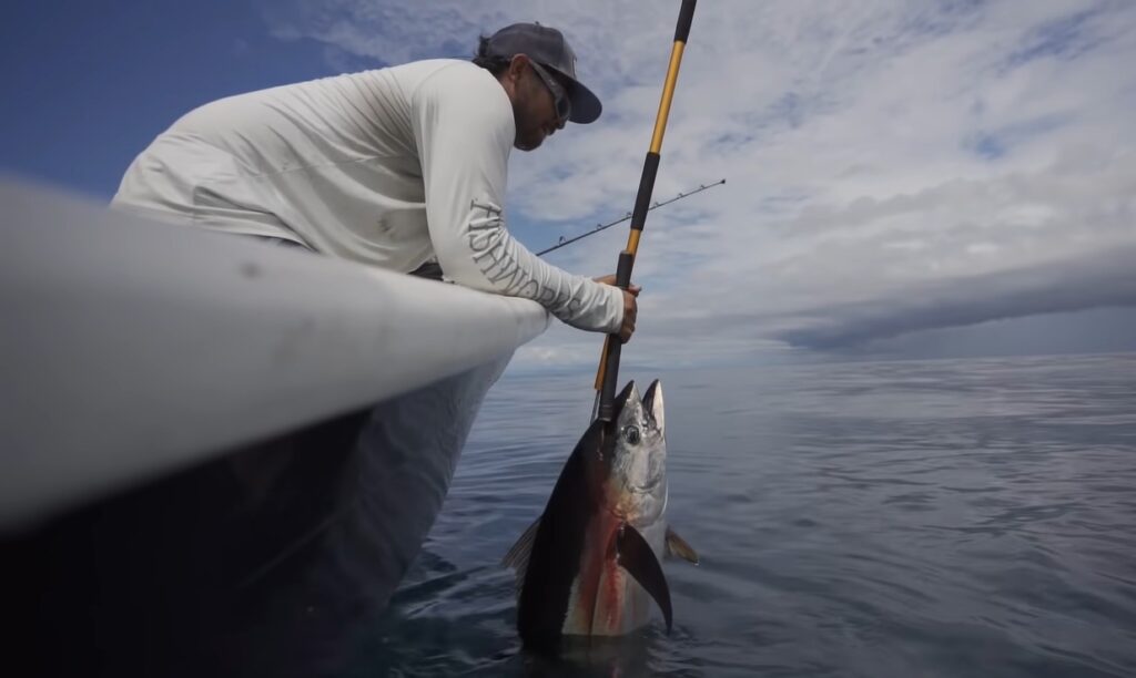 Aprovechan pescadores pesca de atún; temen que barcos foráneos lo acaparen
