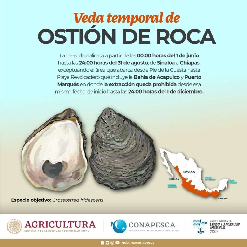 En ambas costas de Guerrero… Por necesidad violan la veda del ostión de piedra que inició en junio