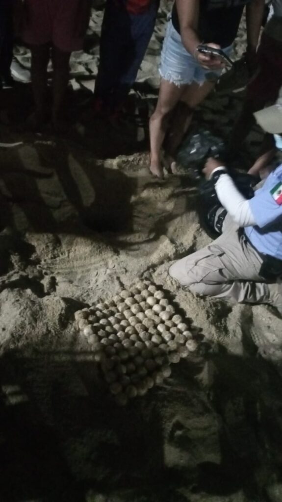 En Acapulco… Asegura la Policía Turística 465 huevos de tortuga Golfina
