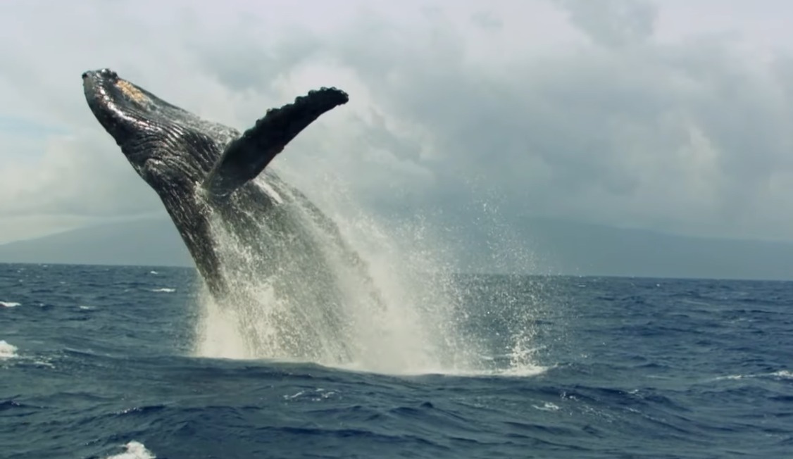 Buscan la certificación de embarcaciones para observar ballenas en Puerto Vicente Guerrero