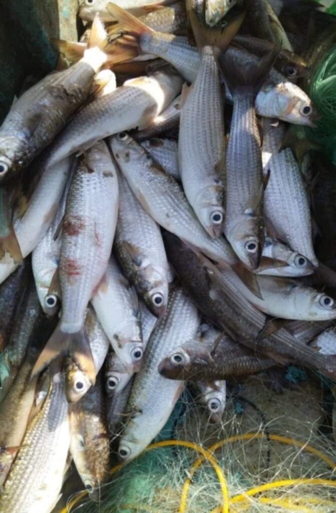 Beneficia a actividad pesquera apertura de barras