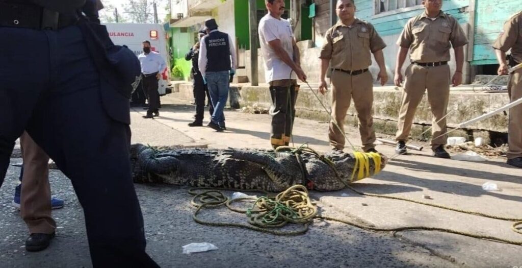 Captan a cocodrilo “paseando” cadáver de hombre en laguna de Tamaulipas