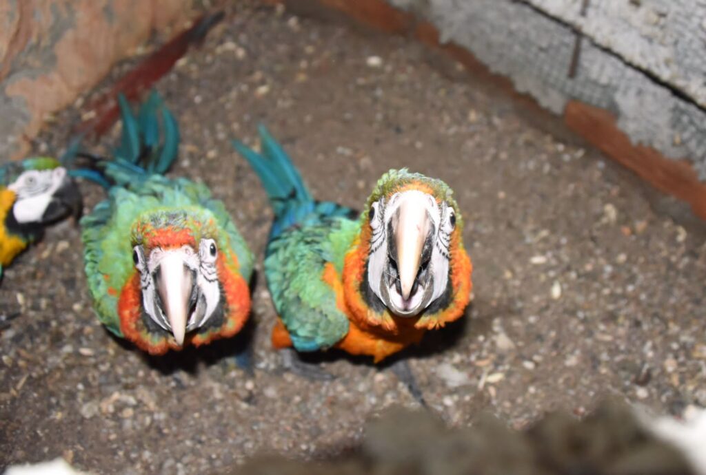 Presenta el zoológico “Zoochilpan” de Chilpancingo, 2 guacamayas “arcoiris” y un yaguarundí, especie catalogada en peligro de extinción