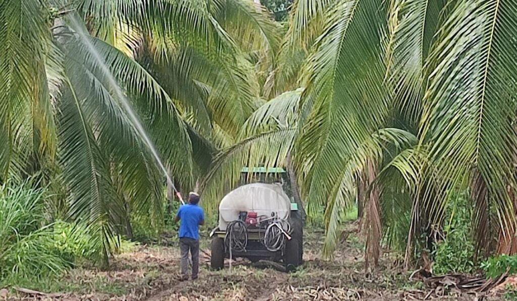 Con las lluvias aumentan las plagas en palmas de coco, advierten