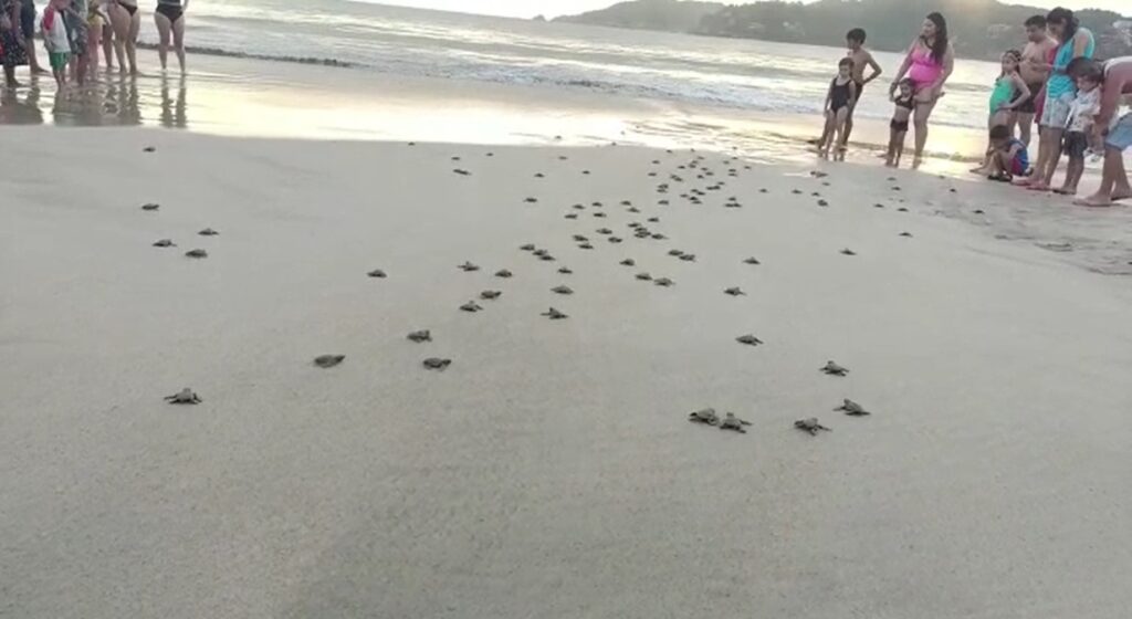 Comienza liberación de tortugas en playas de la región