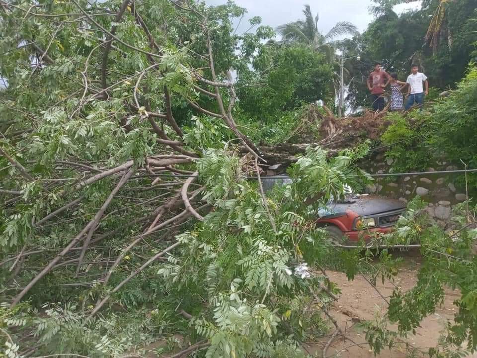 Lluvias procan caída de árboles y cables en Atoyac