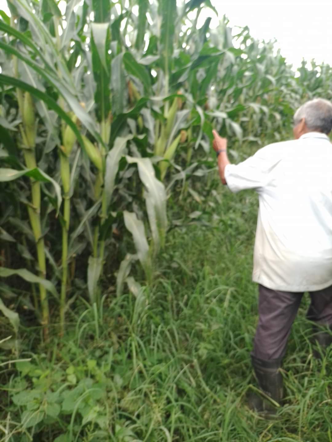 Se quejan de la cantidad de fertilizante entregado a campesinos