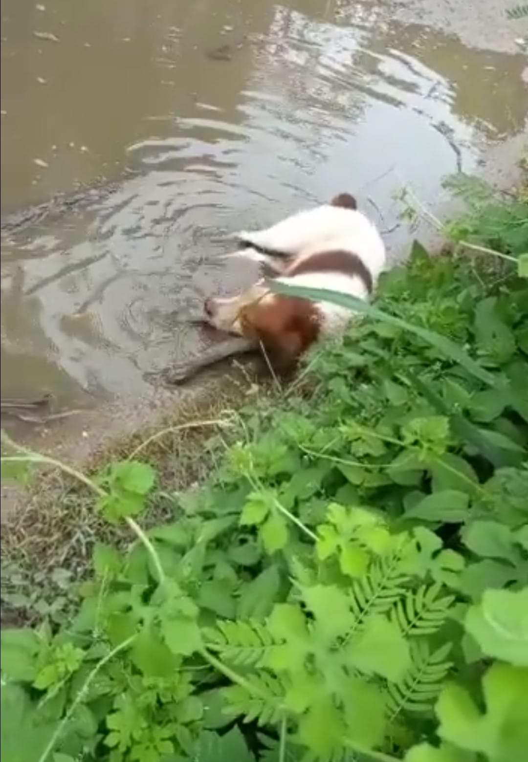 Siete perros han muerto por tomar agua envenenada en Coyuca de Benítez