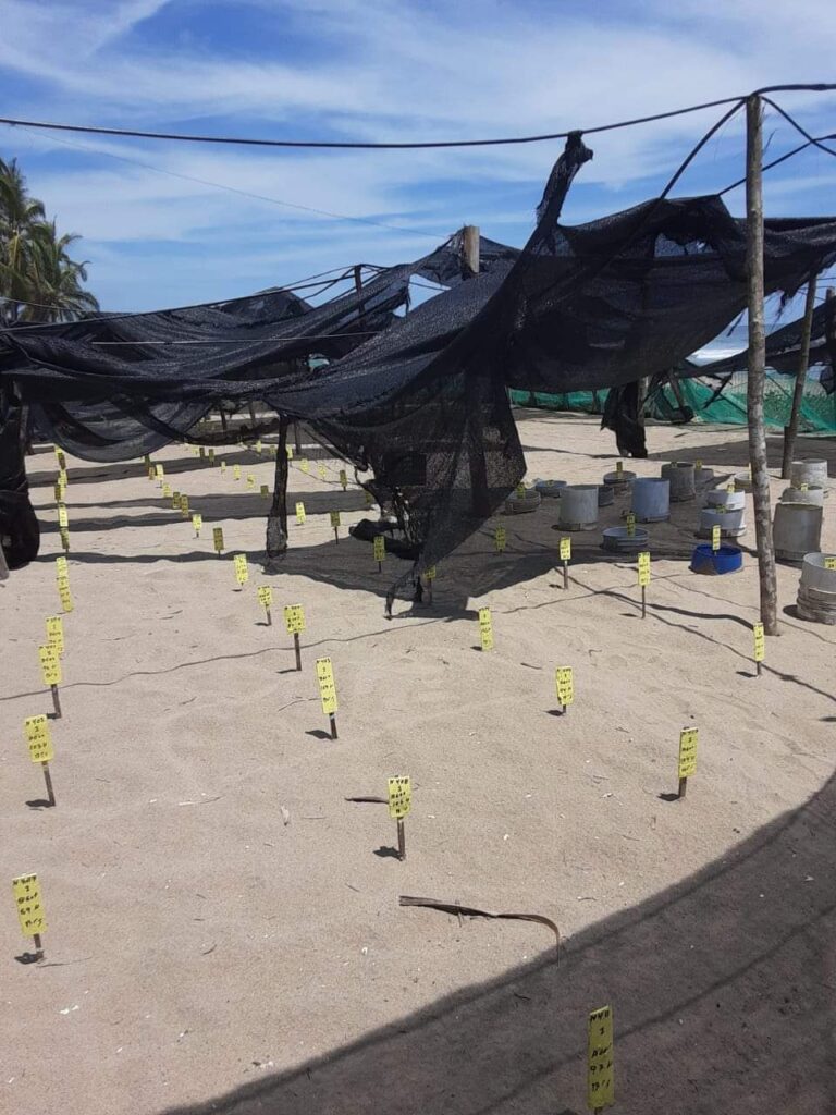 Lluvias afectan campamentos tortugueros en Coyuca de Benítez