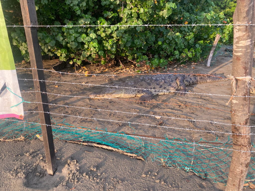 Refuerzan malla del cocodrilario de playa Linda Ixtapa