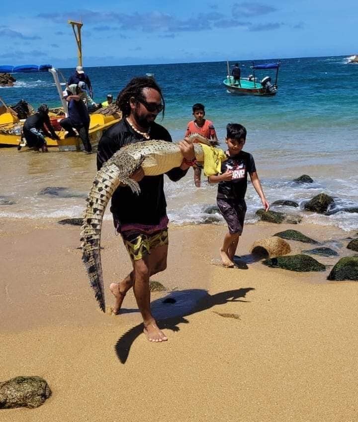 En Acapulco… Rescatan a cocodrilo de acantilados de La Quebrada y Sinfonía del Mar