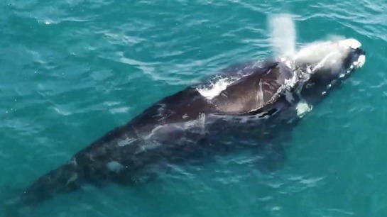 Se adelanta temporada de ballenas en aguas del municipio