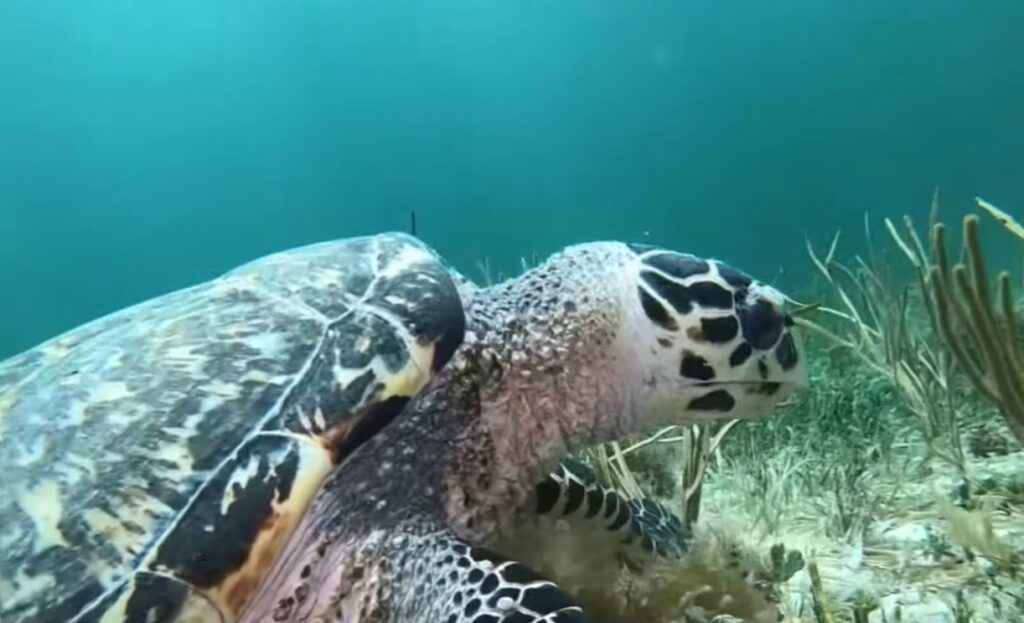 Se recupera la población de tortuga carey en La Isla